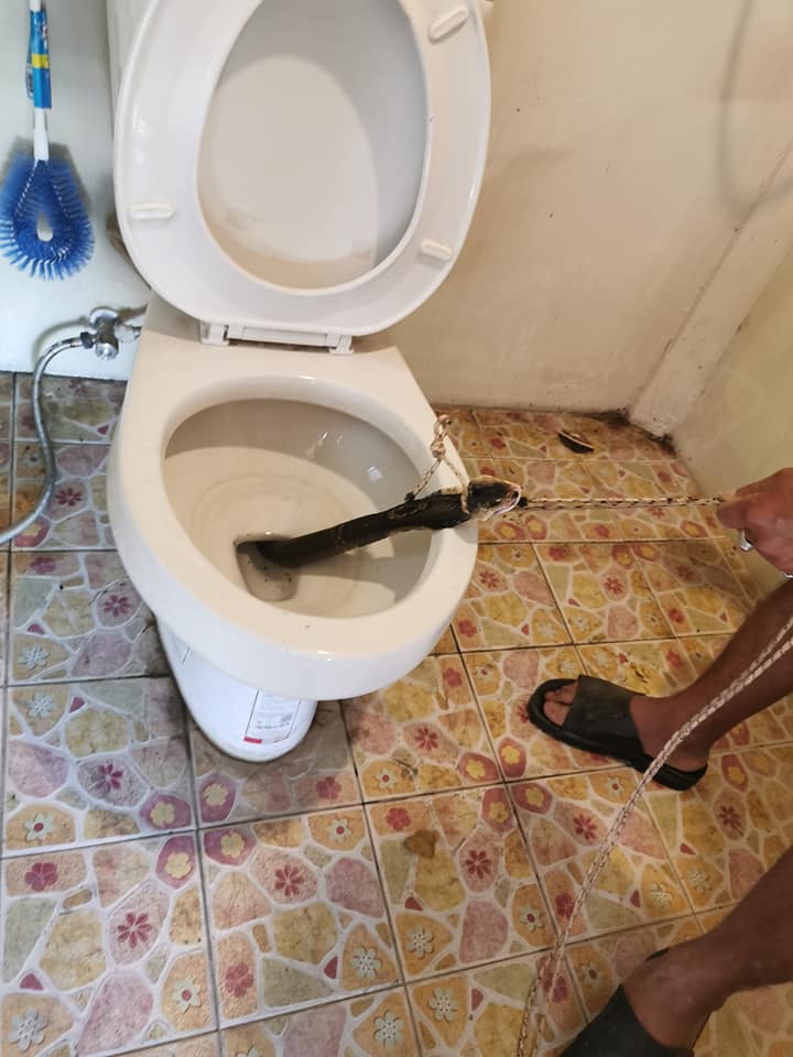 Man Discovers Large Cobra Hiding In Toilet Bowl At Home Just Before He Used It - WORLD OF BUZZ