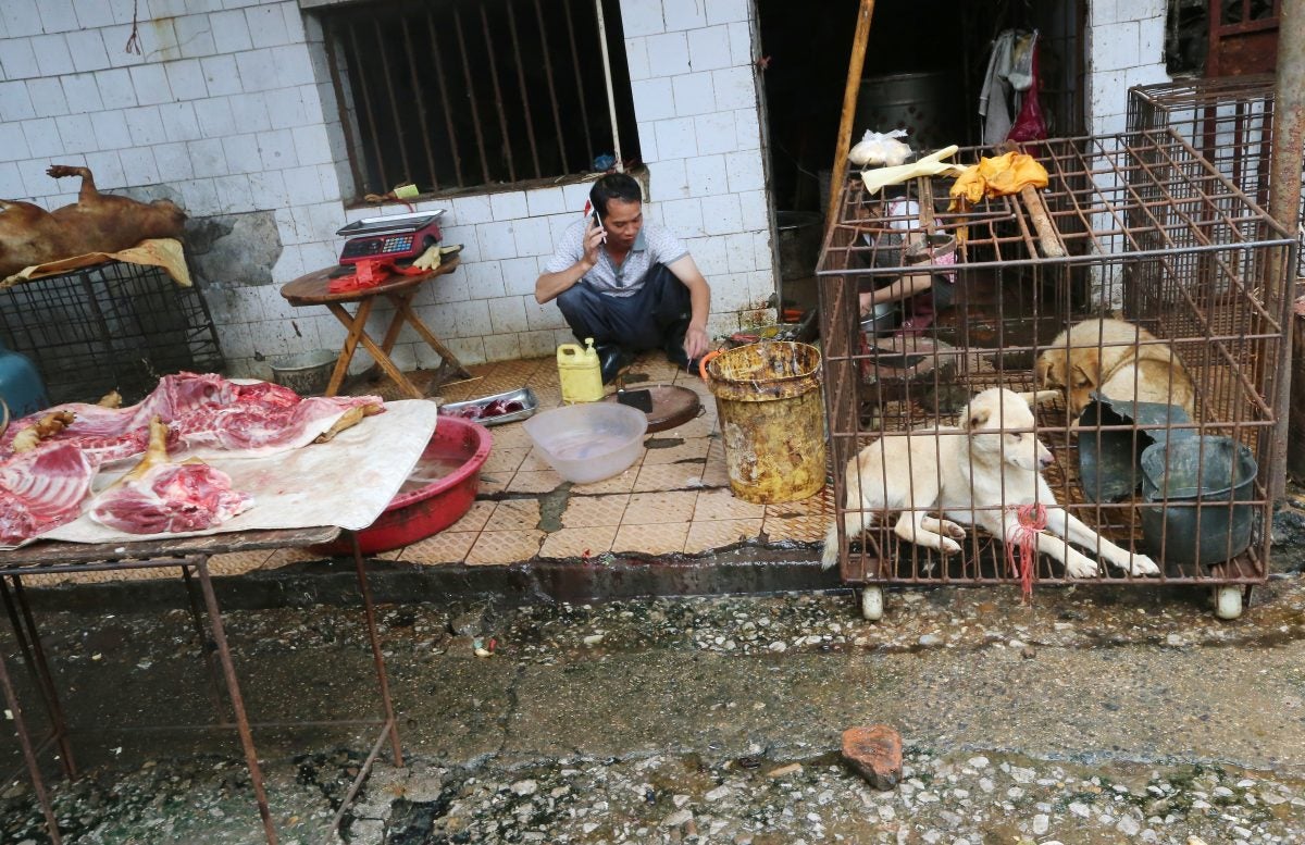 Market Where Wuhan Virus Originated Sold Rats, Wolf Puppies, Koalas & Even Snakes As Meat - WORLD OF BUZZ 3