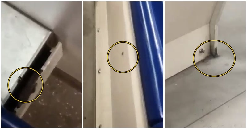 M'sian Girl Lines Up Mothballs to Prevent Cockroaches From Entering Her Room, Netizens Are Entertained - WORLD OF BUZZ 5