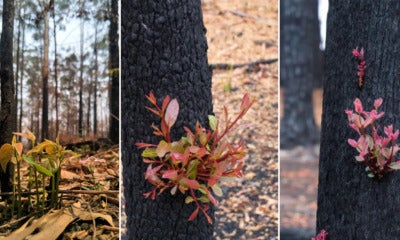 These Photos Of New Plants Growing In Australia'S Burnt Our Fi - World Of Buzz