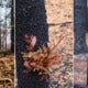 These Photos Of New Plants Growing In Australia'S Burnt Our Fi - World Of Buzz