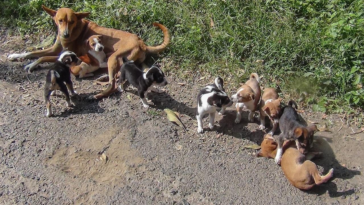 Poor Mother Dog Killed in Sabah for Attacking People Who Snatched Her Newborn Pups - WORLD OF BUZZ