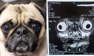 Terrifying Photo Shows How A Pug'S Mri Scan Looks Like, Highlights The Results Of Selective Breeding - World Of Buzz
