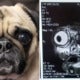 Terrifying Photo Shows How A Pug'S Mri Scan Looks Like, Highlights The Results Of Selective Breeding - World Of Buzz