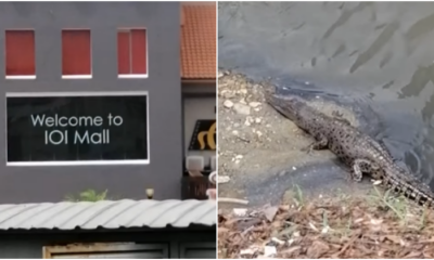 Rare Footage Of An Alligator Spotted In Puchong Caused A Stir Among Netizens, And This Is Not The First Time! - World Of Buzz 4