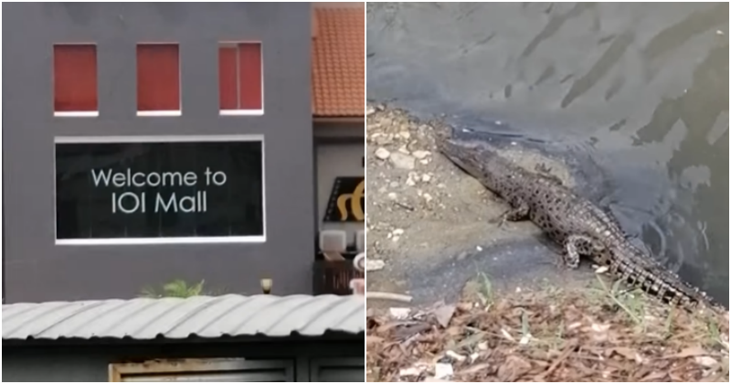 Rare Footage Of An Alligator Spotted In Puchong Caused A Stir Among Netizens, And This Is Not The First Time! - World Of Buzz 4