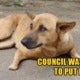 Sabah Authorities Killed Mother Dog Because She Attacked People Who Stole Her Puppies - World Of Buzz
