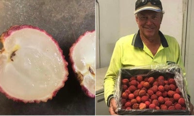 Seedless Lychee Is Now Available And We Can’t Wait To Taste Some - World Of Buzz 4