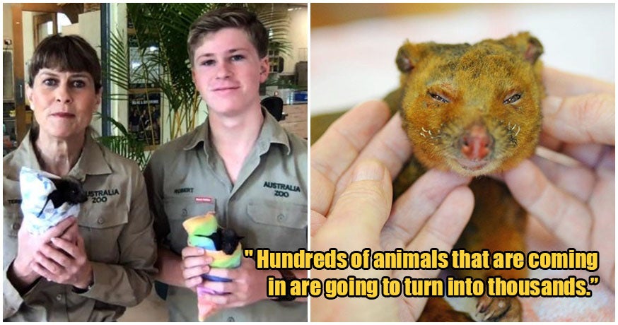 Steve Irwin'S Family Have Saved Over 90,000 Animals From Australia'S Bush-Fires! - World Of Buzz