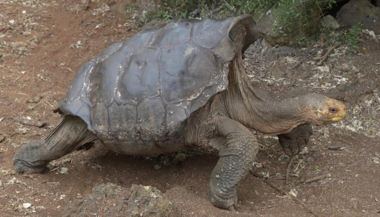 This Macho Tortoise Had So Much Sex, He Might Have Save His Species From Extinction - WORLD OF BUZZ 1