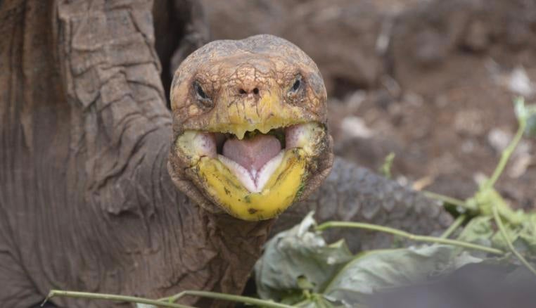 This Macho Tortoise Had So Much Sex, He Might Have Save His Species From Extinction - WORLD OF BUZZ 2