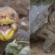 This Macho Tortoise Had So Much Sex, He Might Have Save His Species From Extinction - World Of Buzz 3