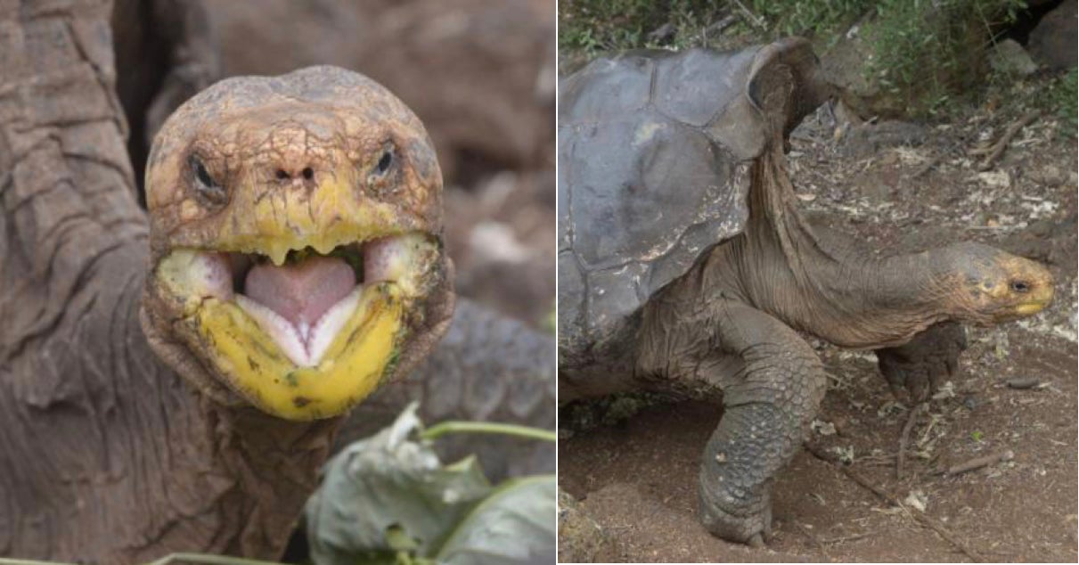 This Macho Tortoise Had So Much Sex, He Might Have Save His Species From Extinction - World Of Buzz 3