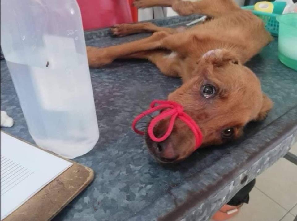 Touching Photos Show Dog's Journey From Having Its Mouth Tied & Starved To Being Adopted - WORLD OF BUZZ 3