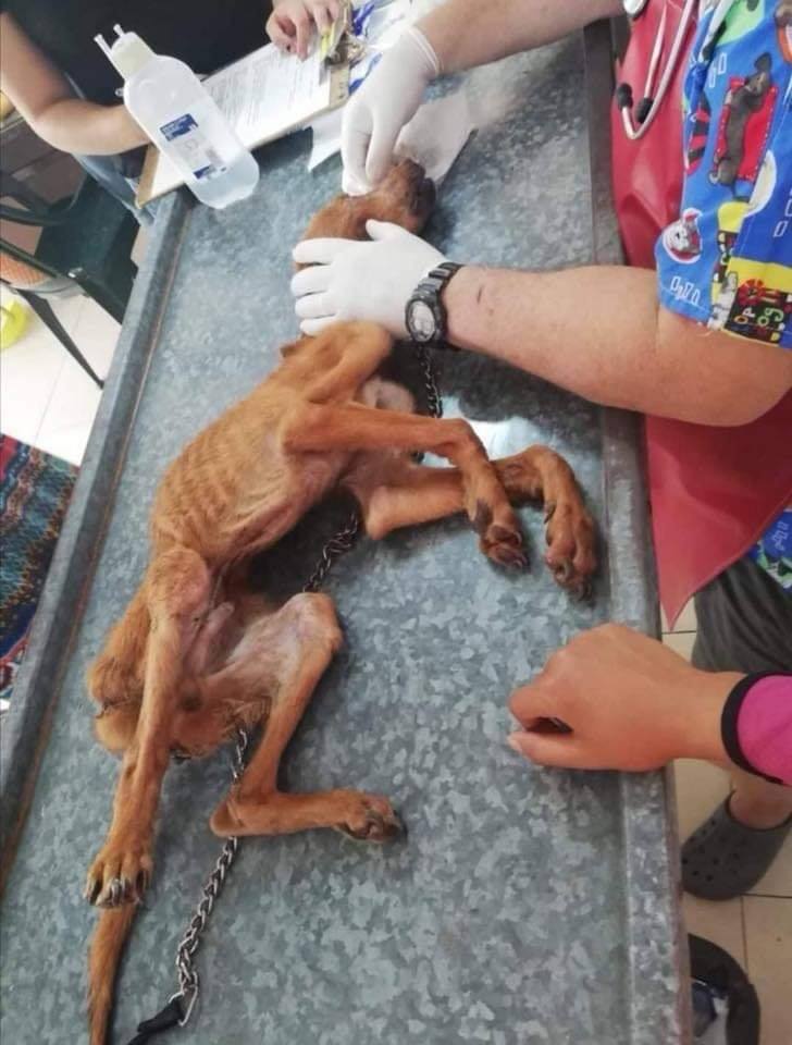 Touching Photos Show Dog's Journey From Having Its Mouth Tied & Starved To Being Adopted - WORLD OF BUZZ 4