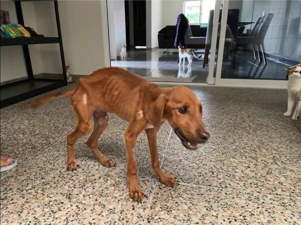 Touching Photos Show Dog's Journey From Having Its Mouth Tied & Starved To Being Adopted - WORLD OF BUZZ 8