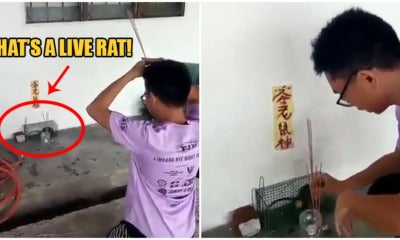 Video: M'Sian Man Catches Rat In Cage Then Prays To It Because It'S The Year Of The Rat - World Of Buzz