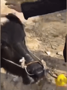 Video: Slaughterhouse Spares Pregnant Cow Who Knelt Down &Amp; Begged For Her Life - World Of Buzz 1