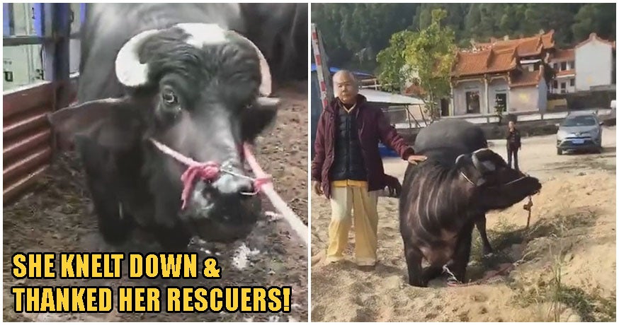 Video: Slaughterhouse Spares Pregnant Cow Who Knelt Down &Amp; Begged For Her Life - World Of Buzz 2