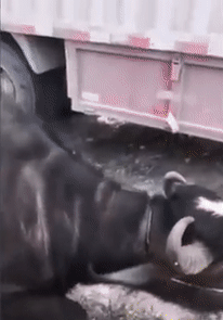 Video: Slaughterhouse Spares Pregnant Cow Who Knelt Down &Amp; Begged For Her Life - World Of Buzz