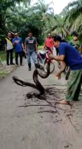 Johor Villagers Capture Giant Python With Bare Hands, Makcik In ...