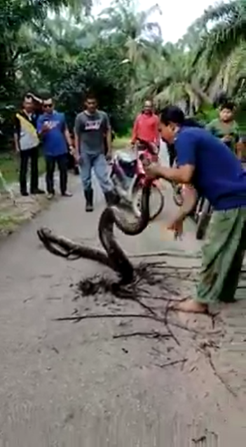 Villagers Attempt To Capture Giant Python Hiding In Gutter With Bare Hands With 'Expert' Orders From A Bystander - WORLD OF BUZZ 1