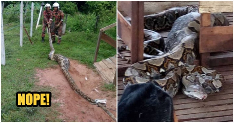 Johor Villagers Capture Giant Python With Bare Hands, Makcik In ...