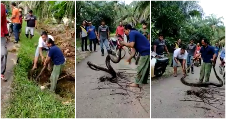 Johor Villagers Capture Giant Python With Bare Hands, Makcik In ...