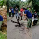 Villagers Attempt To Capture Giant Python Hiding In Gutter With Bare Hands With 'Expert' Orders From A Bystander - World Of Buzz 3