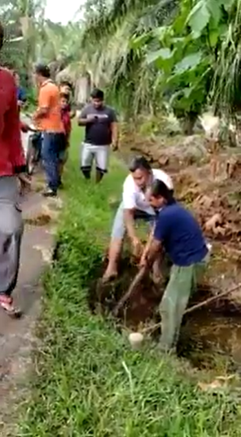 Villagers Attempt To Capture Giant Python Hiding In Gutter With Bare Hands With 'Expert' Orders From A Bystander - WORLD OF BUZZ
