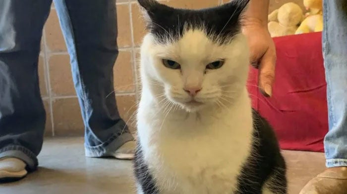 “World’s Worst Cat” Is Up For Adoption And The Description Has Gone Viral - WORLD OF BUZZ 3