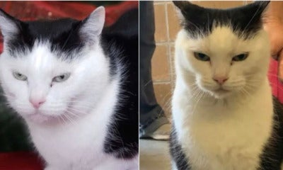 “World’s Worst Cat” Is Up For Adoption And The Description Has Gone Viral - World Of Buzz 4