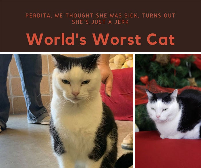“World’s Worst Cat” Is Up For Adoption And The Description Has Gone Viral - WORLD OF BUZZ