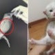 Worried Owner Thought Kitten With Bloated Tummy Was Sick, Turns Out It Was Just Fat - World Of Buzz