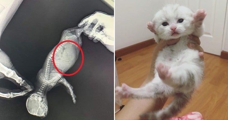 Worried Owner Thought Kitten with Bloated Tummy Was Sick, Turns Out It Was Just Fat - WORLD OF BUZZ