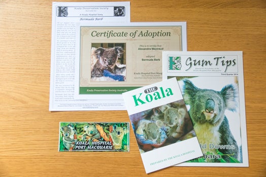 You Can Now Adopt Koalas To Support Australia Amidst The Catastrophic Bushfires! - WORLD OF BUZZ 1