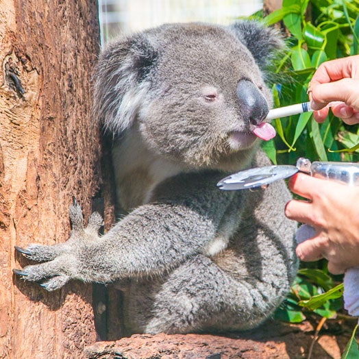 You Can Now Adopt Koalas To Support Australia Amidst The Catastrophic Bushfires! - WORLD OF BUZZ 2