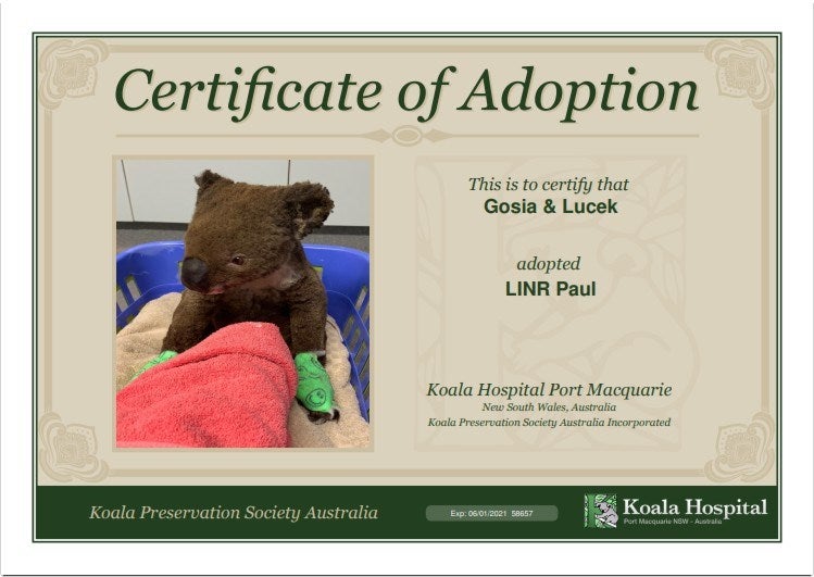 You Can Now Adopt Koalas To Support Australia Amidst The Catastrophic Bushfires! - WORLD OF BUZZ 3
