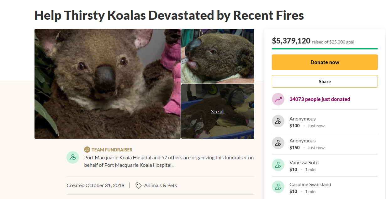 You Can Now Adopt Koalas To Support Australia Amidst The Catastrophic Bushfires! - WORLD OF BUZZ 5
