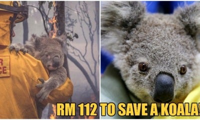 You Can Now Adopt Koalas To Support Australia Amidst The Catastrophic Bushfires! - World Of Buzz 6