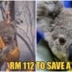 You Can Now Adopt Koalas To Support Australia Amidst The Catastrophic Bushfires! - World Of Buzz 6