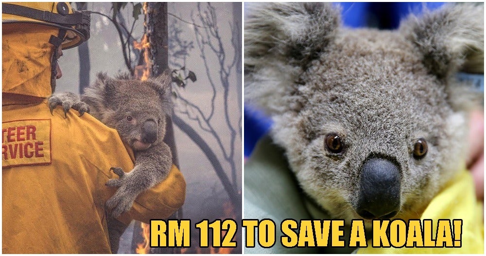 You Can Now Adopt Koalas To Support Australia Amidst The Catastrophic Bushfires! - WORLD OF BUZZ 6