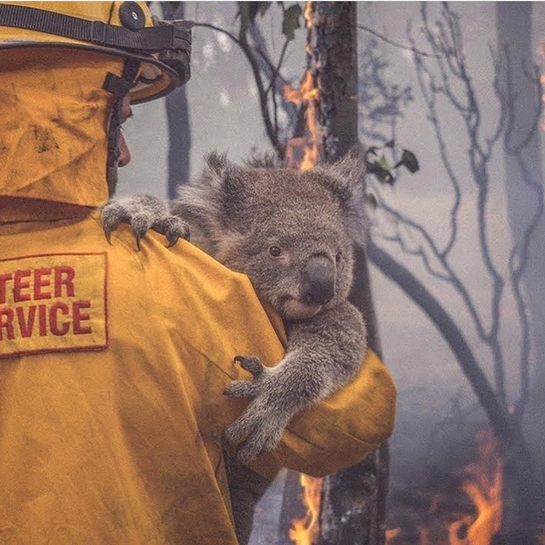 You Can Now Adopt Koalas To Support Australia Amidst The Catastrophic Bushfires! - WORLD OF BUZZ