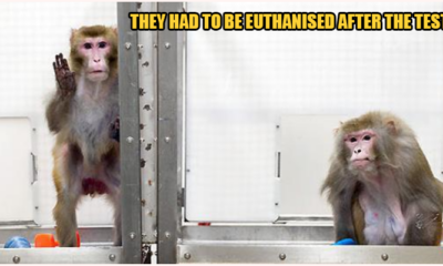 18 Macaques Injected With Coronavirus In Effort To Find Permanent Solution - World Of Buzz