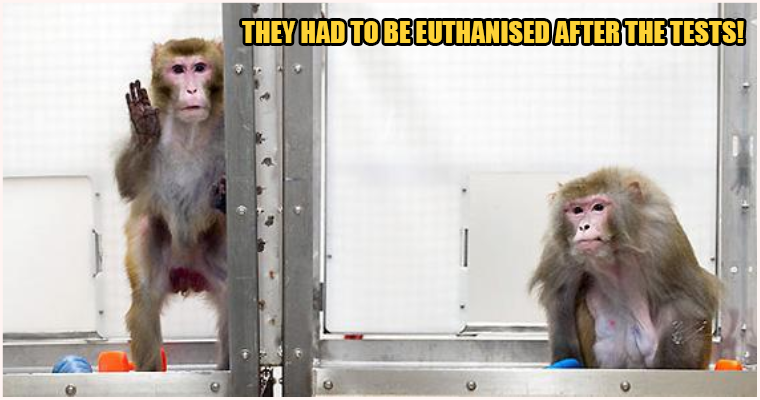 18 Macaques Injected With Coronavirus In Effort To Find Permanent Solution - World Of Buzz