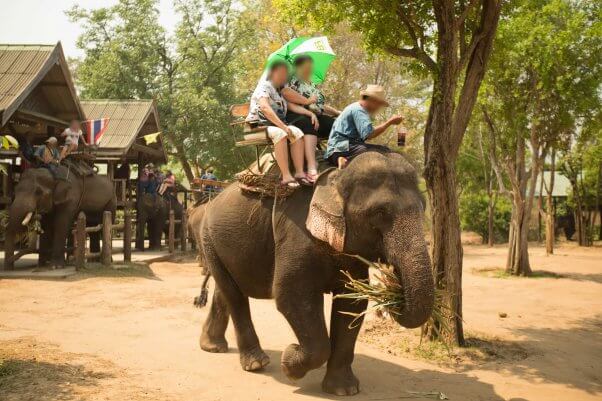 ThaiElephants Featured Image rides elephant camp 001 602x401 1