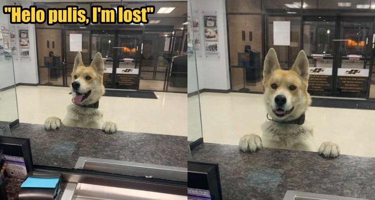 Adorable Dog Reports Himself Missing At The Police Station - World Of Buzz