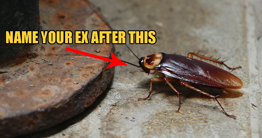 Bitter &Amp; Heartbroken? Name A Cockroach After Your Ex And Watch It Get Eaten On Valentine'S Day! - World Of Buzz 1