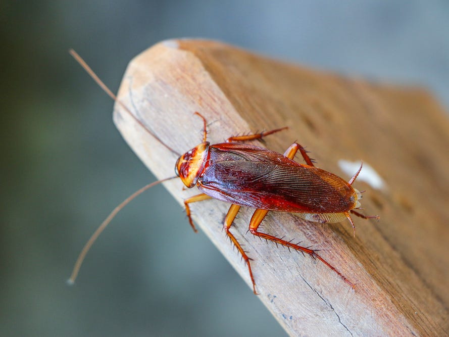 Bitter & Heartbroken? Name A Cockroach After Your Ex And Watch It Get Eaten On Valentine's Day! - WORLD OF BUZZ