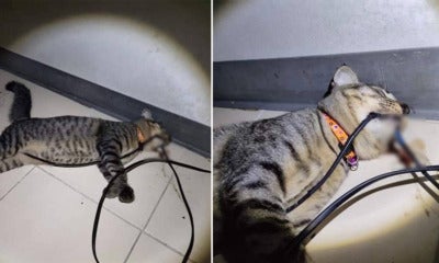 Poor Kitty Found Dead With Electric Wire In Its Teeth, O - World Of Buzz